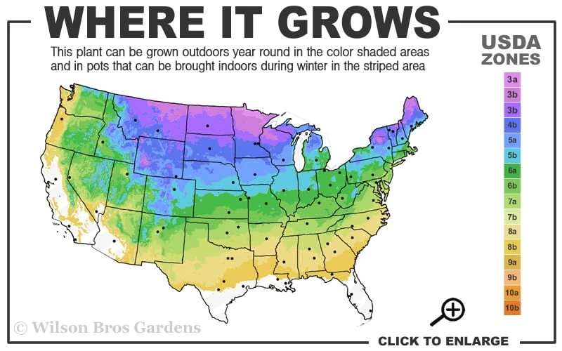Pinky Winky Hydrangea - 3 Gallon Pot - Image 3