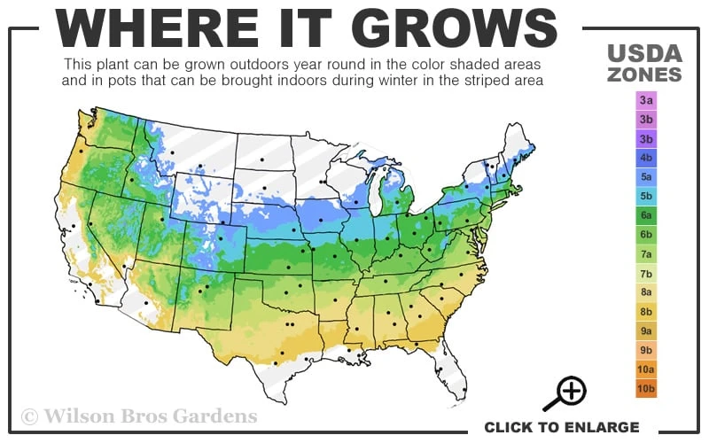 Niagara Seedless Grape Vine - 3 Gallon Pot - Image 3