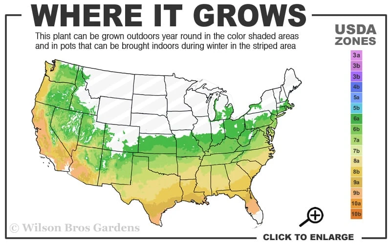 Survivor Cold Hardy White Camellia - 3 Gallon Pot - Image 3