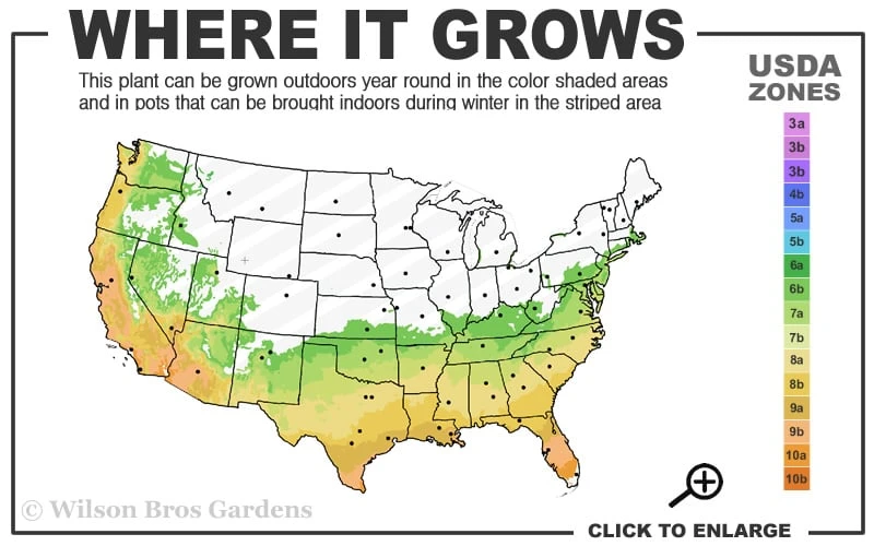 Spring Awakening Fragrant Camellia Hybrid - 3 Gallon Pot - Image 3