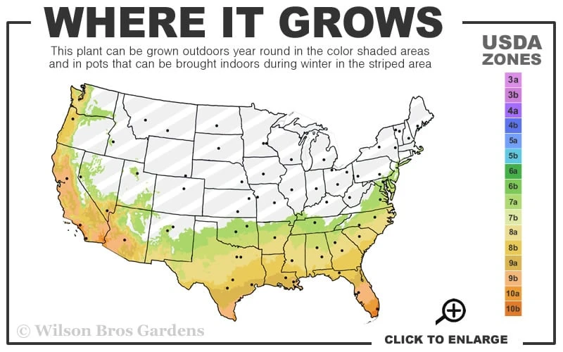 Roman Candles Podocarpus Macrophyllus - 2 Gallon Pot - Image 3