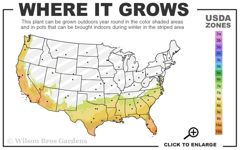 Arbequina Olive Tree - 3 Gallon Pot - Image 3