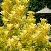 Florida Sunshine Anise - 1 Gallon Pot
