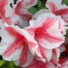 Autumn Starburst Encore Azalea - 1 Gallon Pot