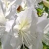 Mrs. G.G. Gerbing White Southern Indica Azalea - 3 Gallon Pot