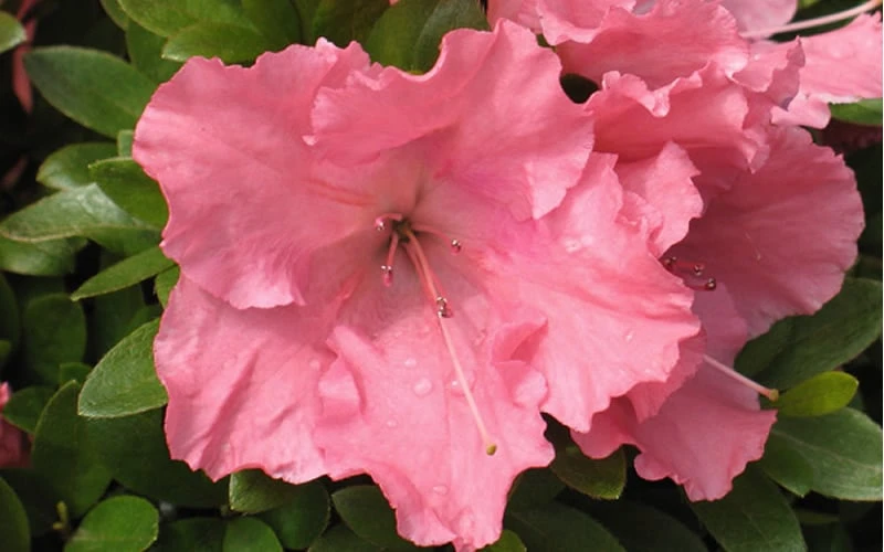 Gumpo Pink Dwarf Azalea - 1 Gallon Pot - Image 4