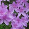 Poukhanense Lavender Azalea - 1 Gallon Pot