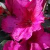 Red Formosa Azalea - 6 Pack Of 1 Gallon Pots