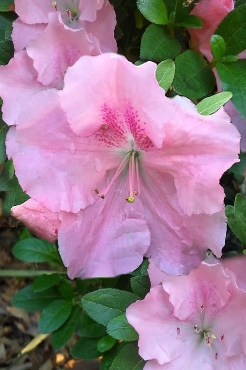 Watchet Dwarf Pink Azalea - 1 Gallon Pot