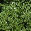 Franklins Gem Dwarf Boxwood - 6 Pack Of 1 Gallon Pots