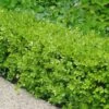 Japanese Boxwood - Buxus Microphylla - 1 Gallon Pot