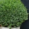 Korean Dwarf Boxwood - Buxus Sinica Var. Insularis 'Nana' - 6 Pack Of 1 Gallon Pots