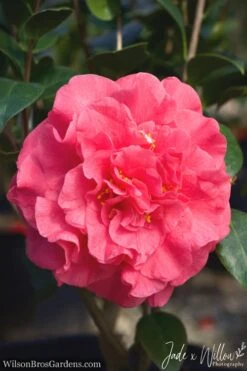 Ack-Scent Fragrant Pink Camellia Japonica - 1 Gallon Pot