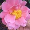 Arctic Dawn Cold Hardy Pink Camellia Hybrid - 3 Gallon Pot
