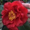 Bob Hope Camellia Japonica - 3 Gallon Pot