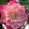 Buttons 'n Bows Camellia Hybrid - 1 Gallon Pot