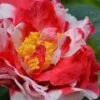 Sacred Dance Camellia Japonica 'Daikagura' - 1 Gallon Pot