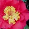 Dr. J.C. Raulston Camellia Japonica - 7 Gallon Pot