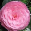E.G. Waterhouse Camellia - Williamsii Hybrid - 1 Gallon Pot