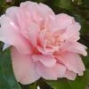 King's Ransom Camellia Japonica - 3 Gallon Pot