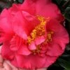 Kramers Supreme Red Double Camellia Japonica - 3 Gallon Pot