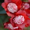 Lipstick Red Camellia Japonica - 3 Gallon Pot