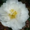 Mine No Yuki Camellia Sasanqua - 1 Gallon Pot