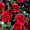 October Magic Ruby Camellia - 3 Gallon Pot