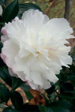 October Magic Snow Camellia - 2.5 Quart Pot