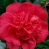 Red Fellow Camellia Japonica - 1 Gallon Pot