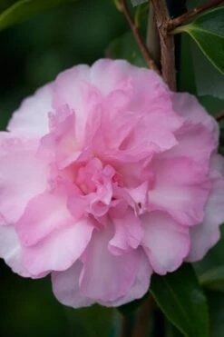 Sarrel Dwarf Camellia Sasanqua - 1 Gallon Pot