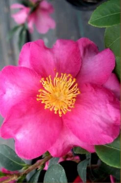 Stephanie Golden Dwarf Camellia Sasanqua - 3 Gallon Pot