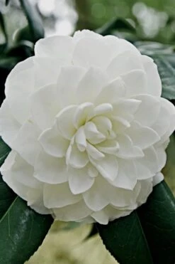 White By The Gate Camellia Japonica - 6 Pack Of 1 Gallon Pot