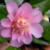 Winter's Interlude Cold Hardy Pink Camellia - 3 Gallon Pot