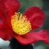 Yuletide Camellia Sasanqua - 1 Gallon Pot