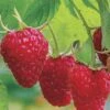 Caroline Raspberry - 6 Pack 1 Gallon Pots