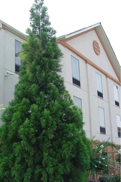 Radicans Cryptomeria (Japanese Cedar) - 7 Gallon Pot (4-5') - Image 6