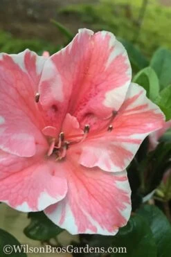 Autumn Sunburst Encore Azalea - 2 Gallon Pot