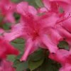 Autumn Sundance Encore Azalea - 1 Gallon Pot
