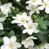 Hardy Fragrant Daisy Gardenia Bush - 2.5 Quart Pot