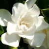 Jubilation Gardenia - 1 Gallon Pot