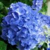 Glory Blue Hydrangea - 3 Gallon Pot