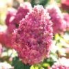 Limelight Prime Hydrangea - 3 Gallon Pot