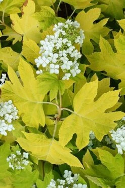 Little Honey Oakleaf Hydrangea - 1 Gallon Pot