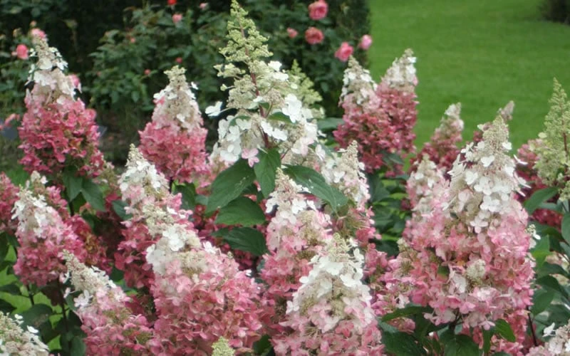 Pinky Winky Hydrangea - 3 Gallon Pot - Image 4