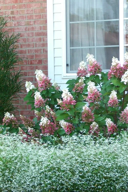 Pinky Winky Hydrangea - 3 Gallon Pot - Image 5