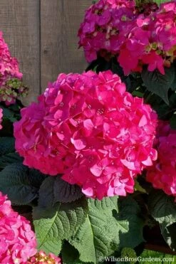 Summer Crush Endless Summer Hydrangea - 3 Gallon Pot