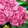 Sweet Fantasy Hydrangea - 3 Gallon Pot