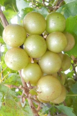 Doreen Bronze Muscadine Grape Vine (Self Fertile) - 1 Gallon Pot