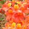 King's Trumpeter Aromi Azalea (Rhododendron Hybrid) - 3 Gallon Pot